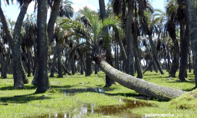 Rocha declara emergencia sanitaria y ambiental por la presencia del “Picudo Rojo”