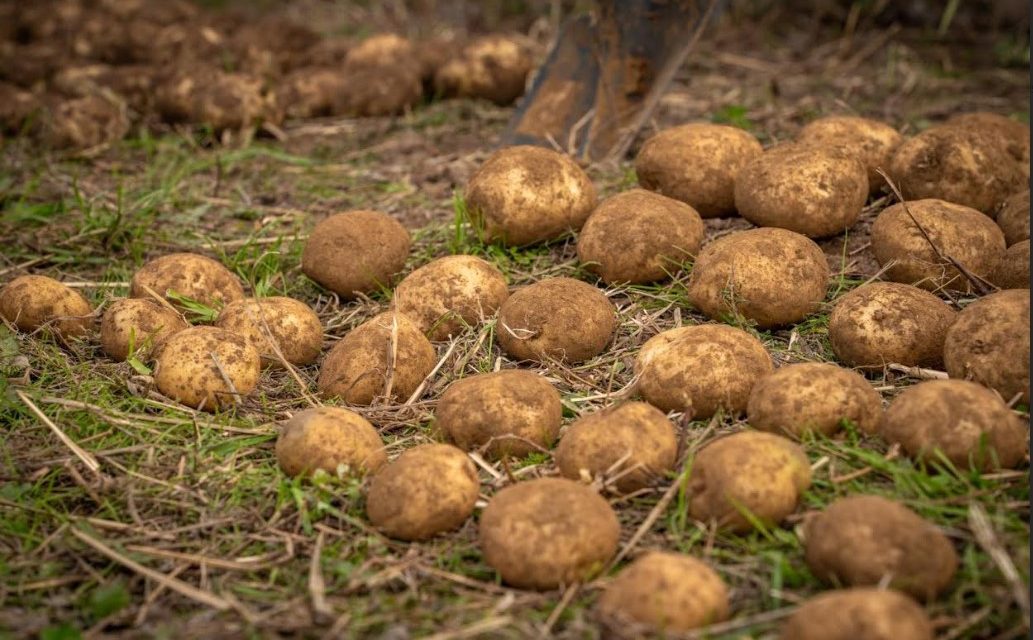 PepsiCo y Yara colaboran para reducir las emisiones en la agricultura