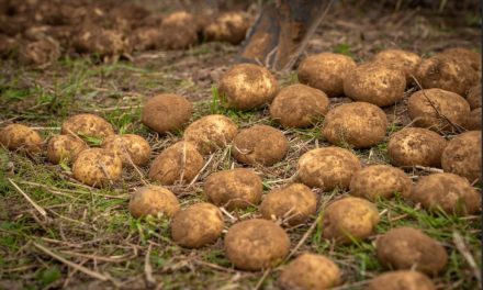 PepsiCo y Yara colaboran para reducir las emisiones en la agricultura