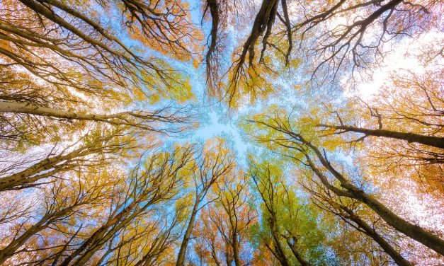 Jornada Académica interdisciplinaria Obligaciones, deberes y responsabilidad en la protección del ambiente