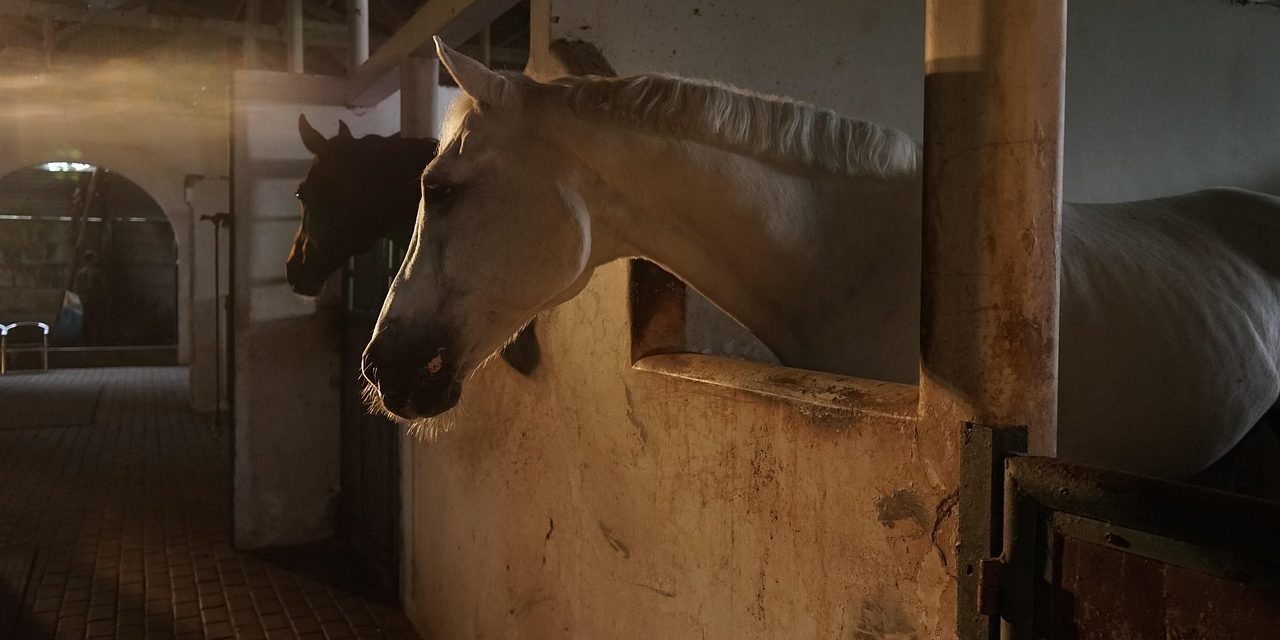 Proyecto sobre obligatoriedad del Sellado previo de guías de propiedad y tránsito para movimiento de equinos en zonas de frontera