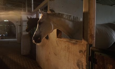 Proyecto sobre obligatoriedad del Sellado previo de guías de propiedad y tránsito para movimiento de equinos en zonas de frontera