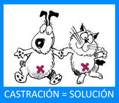 Municipio F organiza otra jornada de #Castraciones