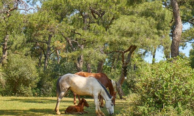 Realizarán presentación institucional de Santuario Primitivo: ¿cuál es la propuesta?