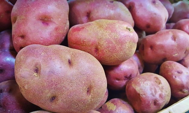 Área sembrada de papa se incrementó 10% respecto a la zafra de otoño 2024