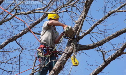 ¿A quién acudir si necesito retirar o podar un árbol del ornato público en Canelones?