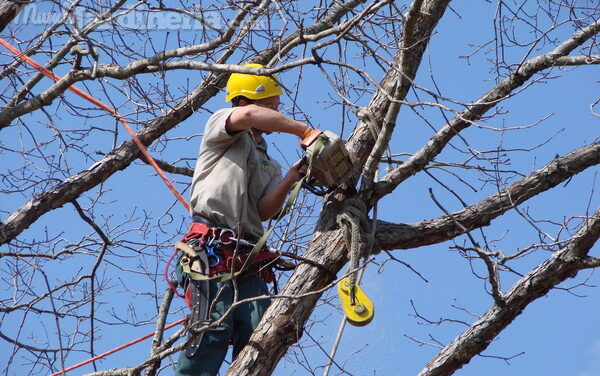 ¿A quién acudir si necesito retirar o podar un árbol del ornato público en Canelones?