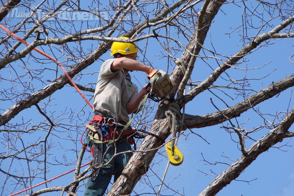 ¿A quién acudir si necesito retirar o podar un árbol del ornato público en Canelones?