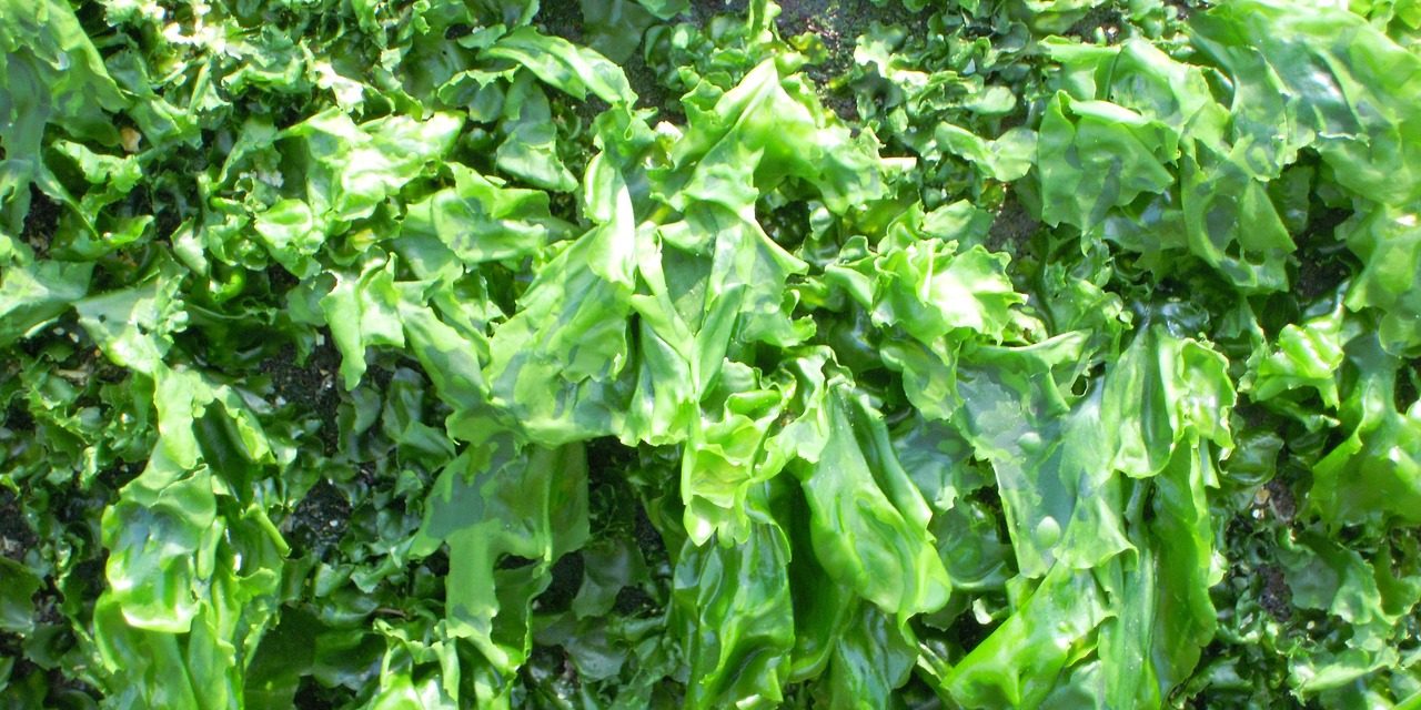 ORT: Biocombustibles y bioproductos desde macroalgas