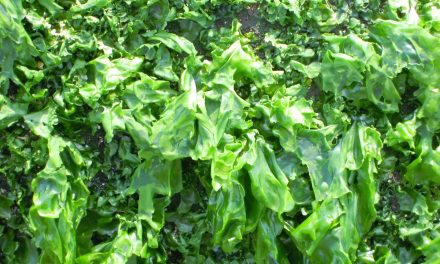 ORT: Biocombustibles y bioproductos desde macroalgas
