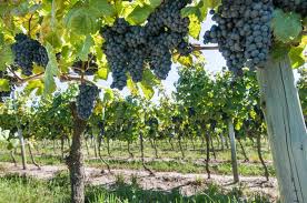 Fiesta de la Vendimia en Municipio G