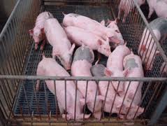 Asamblea de la Asociación Uruguaya de Productores de Cerdos