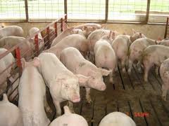 Datos de la cadena productiva Porcina del Uruguay