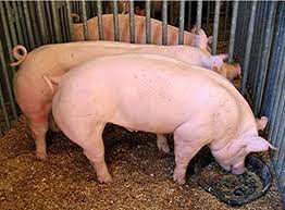 Nuevas autoridades en la Asociación Uruguaya de Productores de Cerdos