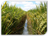 Giras por ensayos y cultivos de arroz