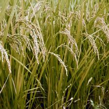 Uruguay exporta el 95% de la producción de arroz