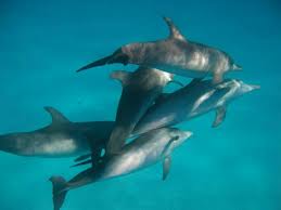 Santuario de Ballenas y Delfines fue aprobado en Diputados