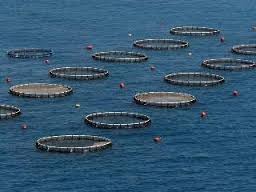 Fondo Sectorial para Pesca y Acuicultura financiará cinco proyectos con más de US$ 280.000