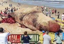 Amarilla pregunta al MVOTMA sobre Aratirí y sobre ballenas muertas en nuestras costas