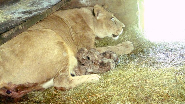 Nacieron cuatro leones en Salto aunque podrían ser de “Liverpool”