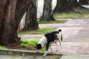 IM pide medidas sanitarias para perros en zonas carenciadas