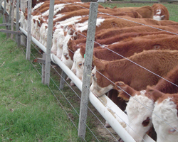 Jornada «La reducción de precios en bovinos de carne y su impacto en las empresas ganaderas»