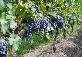Vitivinicultura tendrá georreferenciados todos los viñedos del país antes de fin de año