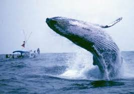 Municipio de Punta del Este: Programa del mes de la ballena franca