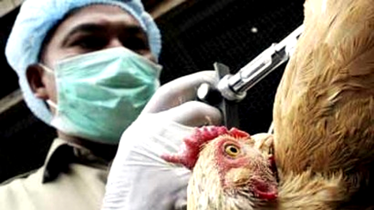 Holanda confirma caso de gripe aviar en granja avícola
