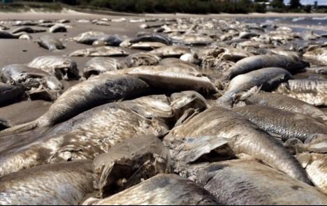 Senador Javier García pide informes ante aparición de cantidad de peces muertos
