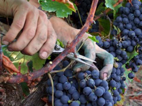 Jornada de Divulgación sobre «Estrategias para el manejo del agua en viticultura para las condiciones del sur de Uruguay»