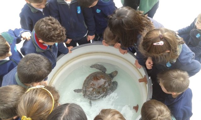 Niños liberan tortugas al mar y participan de limpieza de playas