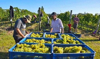 Vendimia 2016 aportará entre 90 y 92 millones de kilos de uva de «extraordinaria calidad»