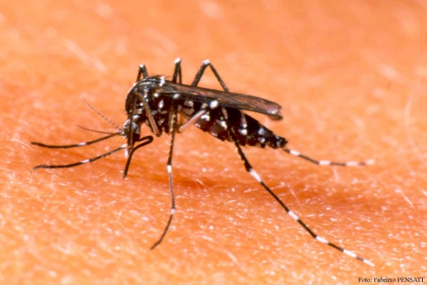 Daniel Radío: MSP y Aedes aegypti