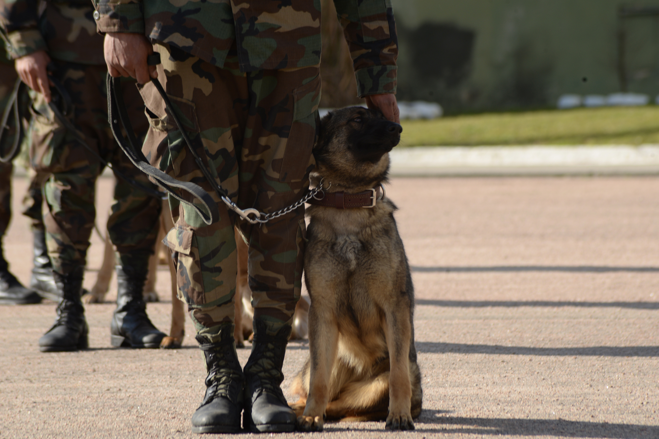 Curso de Guía de Perros para Operaciones Militares
