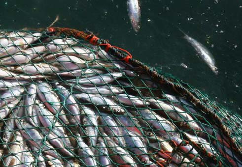 Acuerdo multipartito en el sector pesquero