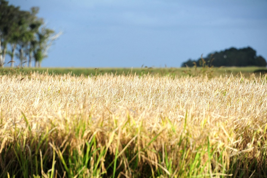 Agricultores con más de 50 hectáreas deben presentar planes de suelo antes de fin de enero