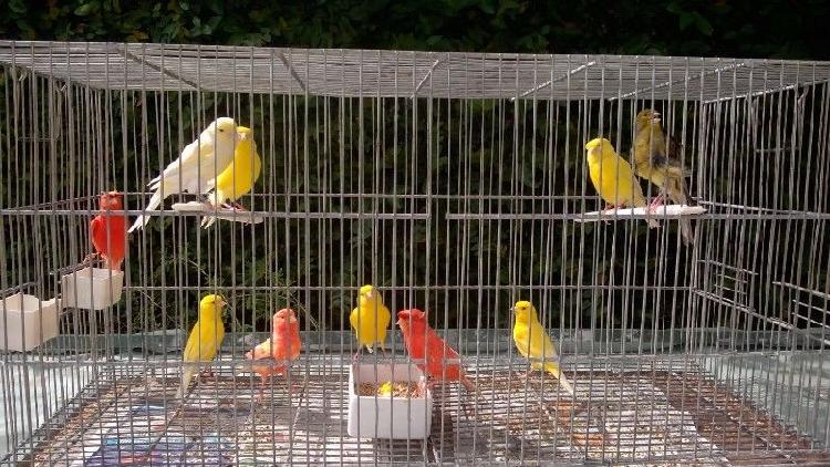 Ciclo de cursos de cría y reproducción ornitológico en ambiente doméstico