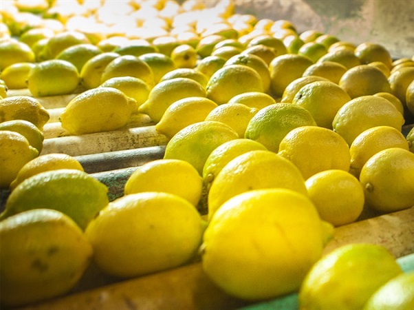 Producción citrícola creció un 12% según Zafra 2019 con gran crecimiento del limón