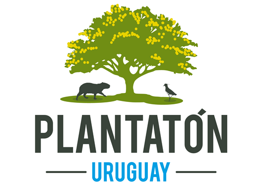 Plantatón Uruguay: Plantarán 1.000 árboles nativos a orillas del Arroyo La Caballada de Colonia