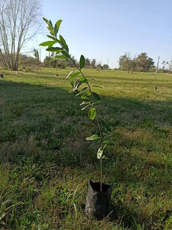 Plantatón Uruguay suma árboles nativos en Melo