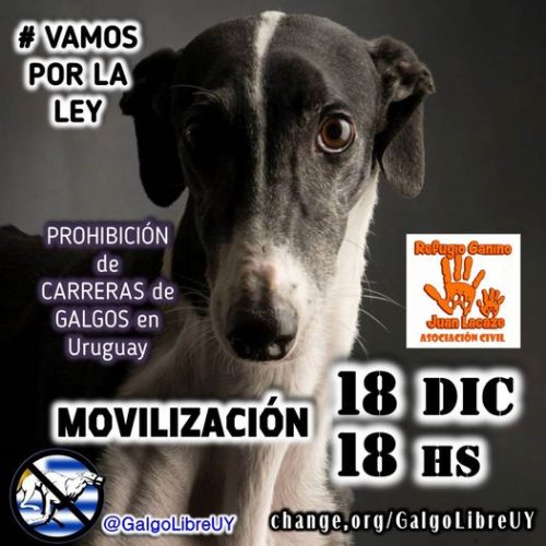 Prohibición Carreras de Galgos