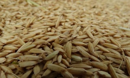 Convocatoria ANII: Desafío Empresarial Dambo, eficiencia de los procesos de secado de granos de arroz