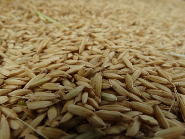 Convocatoria ANII: Desafío Empresarial Dambo, eficiencia de los procesos de secado de granos de arroz