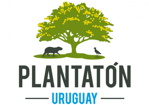 Plantaton
