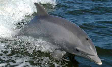 Aumento en la muerte de delfines: ¿Qué está pasando?