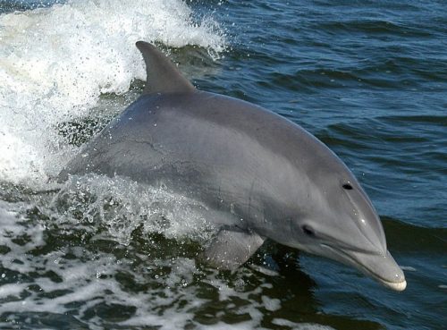 Delfines ecosistema marino