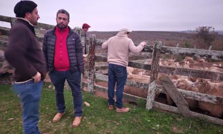 Entrega de ovinos a grupo de productores de Minas de Corrales