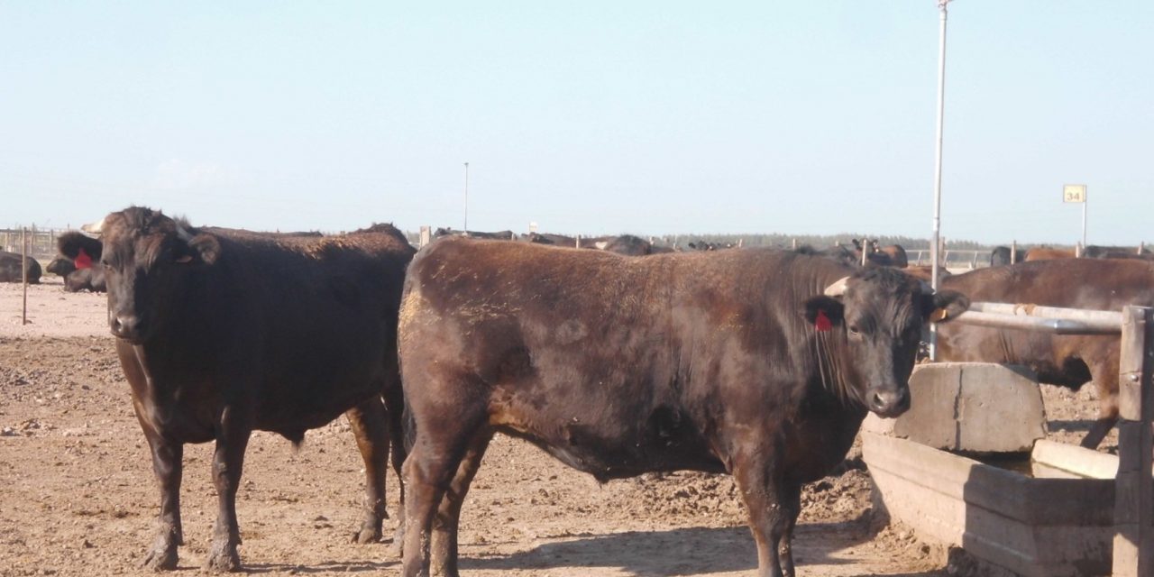 Marfrig ofrece beneficios para la producción de la raza de ganado Wagyu