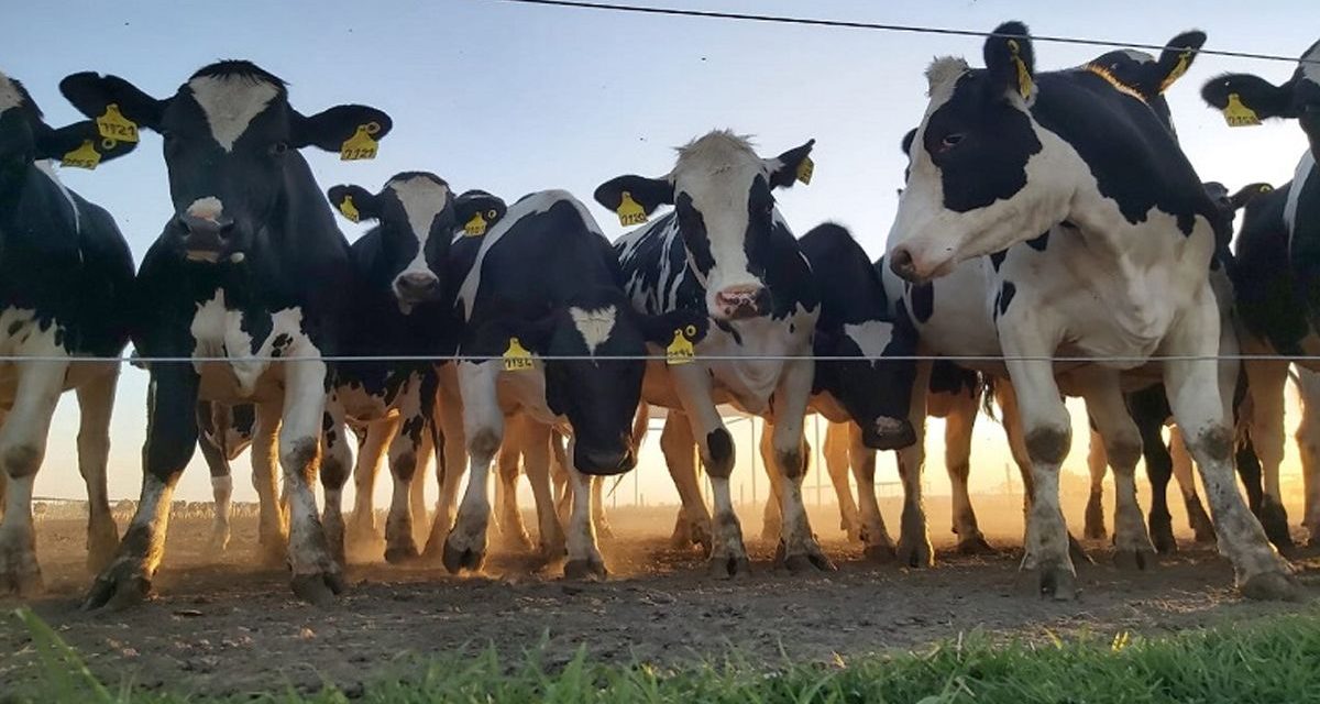 Lechería del futuro, sustentabilidad y producción vitalicia de las vacas